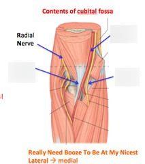 Cubital Fossa Diagram Quizlet