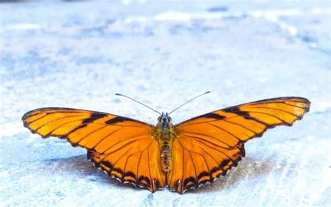 En Espera De La Llegada De La Mariposa Monarca El Sol Del Baj O