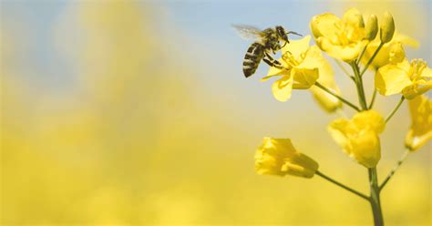 Abejas Son Declaradas El Ser Vivo M S Importante