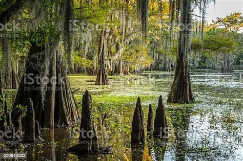 Caddo Lake In East Texas World S Largest Bald Cypress Forest Bald