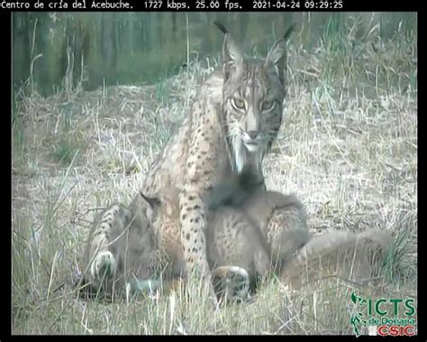 Lince Ib Rico Lynx Pardinus S O S Espectaculares Imagens Da M E Em