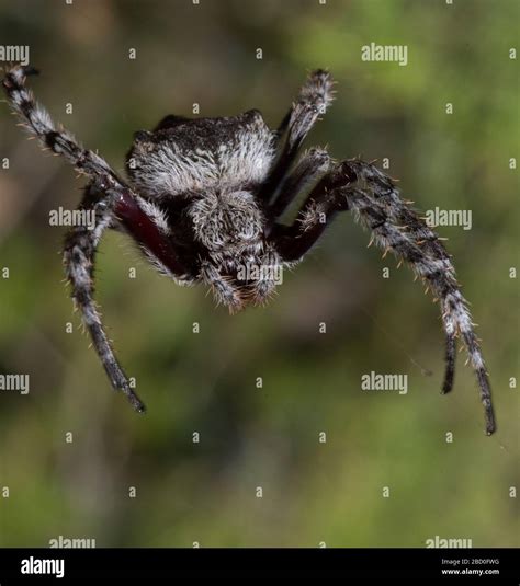 Brown orb weaver spider in web Stock Photo - Alamy