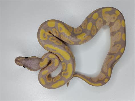 Banana Poss Het Sunset Ball Python By Precious Metal Morphz Morphmarket