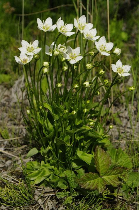 Marsh Grass Of Parnassus Parnassia Palustris Wildflowers Of Nett