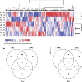 Two Dimensional Hierarchical Cluster Analysis Of Differentially