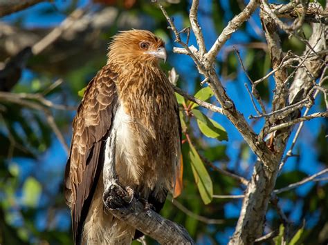 Whistling Kite Bird Facts (Haliastur sphenurus) | Birdfact