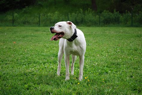 How Strong Is a Dogo Argentino’s Bite Force? PSI Measurements & Facts ...