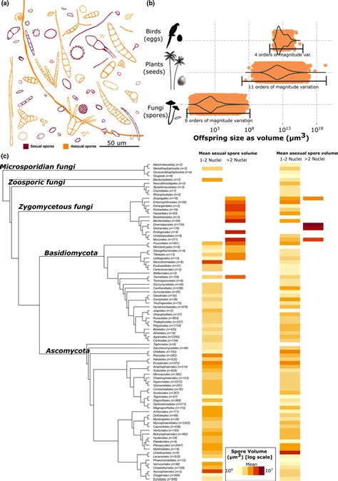 Interspecific Variation In Spore Size And Symbiotic Lifestyles Across Download Scientific