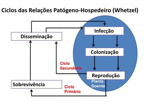 Ppt Ciclo Das Doenças De Plantas Powerpoint Presentation Free Download Id6122599