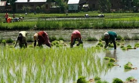 Record Area Of 1095 Lakh Hectare Covered Under Current Kharif Crops