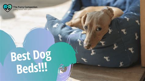 The Best Dog Beds For Your Dogs Best Rest The Furry Companion