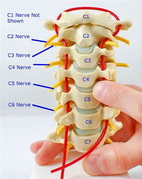 C2 Nerve Root Anatomy