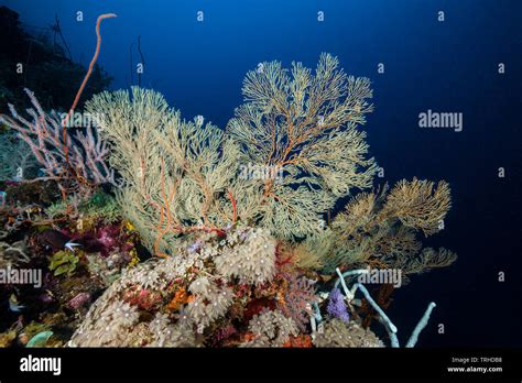 Papua Neuguinea Arten Fotos Und Bildmaterial In Hoher Aufl Sung Alamy