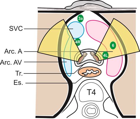 Techniques Of Linear Endobronchial Ultrasound Intechopen