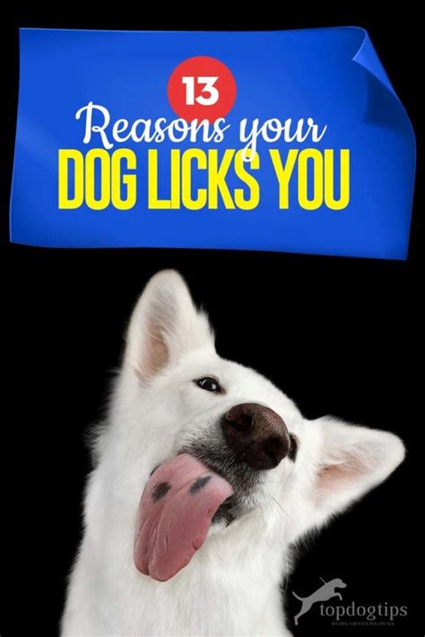 dog licks    answers