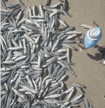 Caiu Na Rede Peixe Mais De Mil Tainhas S O Pescadas Em Praia Da