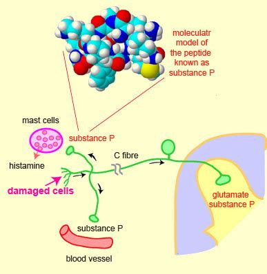 Endorphin function - acetologic