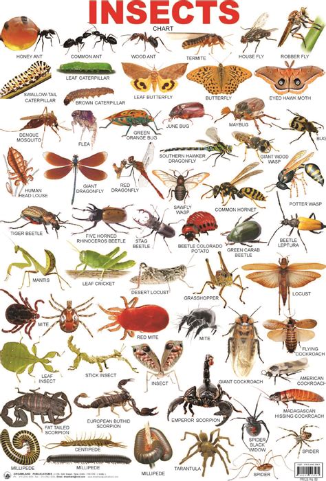 Insects