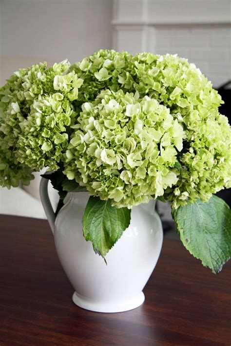 Hydrangea – Artofit