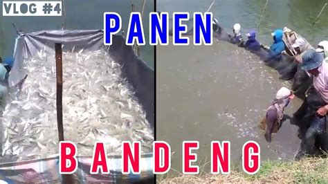 Vlog 4 Proses Panen Ikan BANDENG YouTube