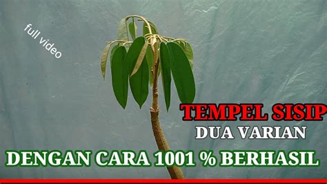 Cara Tempel Sisip Durian Dua Varian Youtube