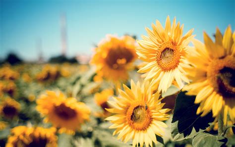 Sunflower HD Wallpapers on WallpaperDog