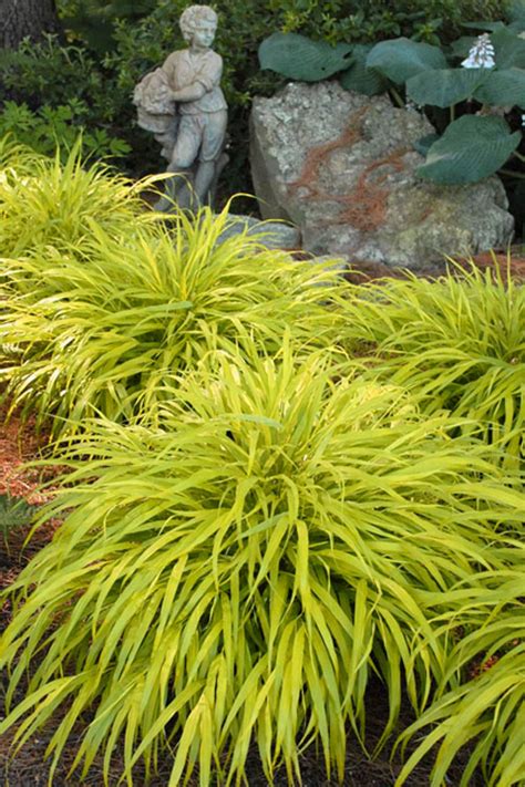 Buy All Gold Japanese Forest Grass Hakonechloa Macra Free Shipping Wilson Bros Gardens 1