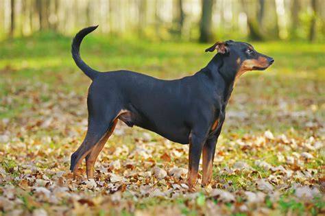 German Pinscher Breed Info And Advice Zooplus Magazine