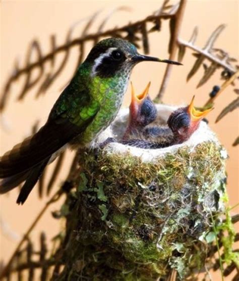 Stunning Animals Photography | Funzug.com
