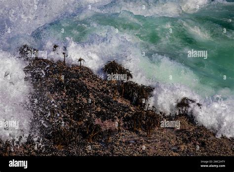 Powerful Waves Crashing On Rocks And Resiliant Sea Palms Postelsia