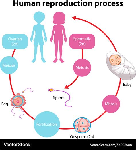 Reproduction Process Human Infographic Royalty Free Vector