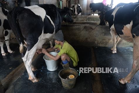 Incredible Asosiasi Peternak Sapi Perah Indonesia