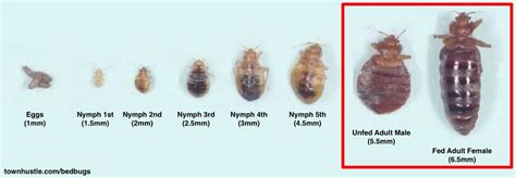 Bed Bug Life Cycle Everything You Need To Know Townhustle