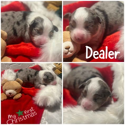AKC Puppies For Sale In Missouri