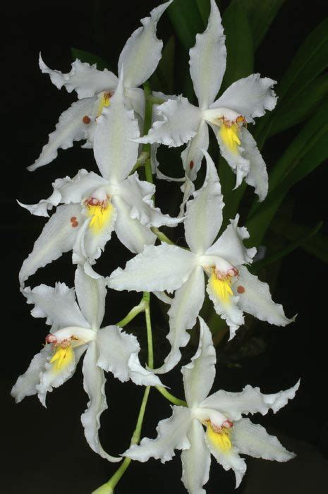 Odontoglossum crispum All Plants, Garden Plants, Indoor Plants, House Plants, Oncidium, Cattleya ...