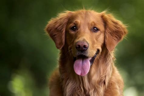 Terapias Con Perros Una Ayuda A La Inclusi N De Ni Os Con Autismo