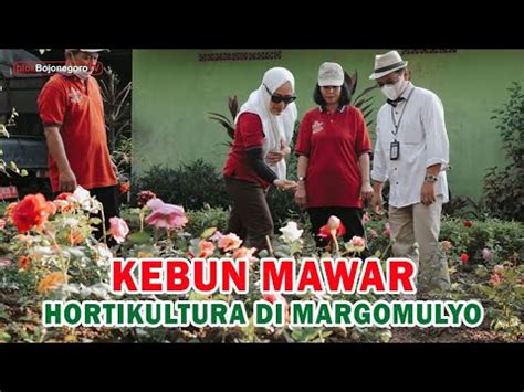 Kembangkan Hortikultura Bupati Launching Kebun Mawar Di Kecamatan