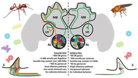 Olfaction In Eusocial Ants Encyclopedia Mdpi