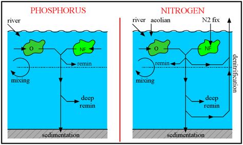 Nitrogen Phosphorus Model Cons JModels