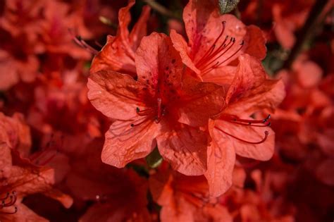 Cómo Cultivar un Arbusto de Azalea Característico CoolRead