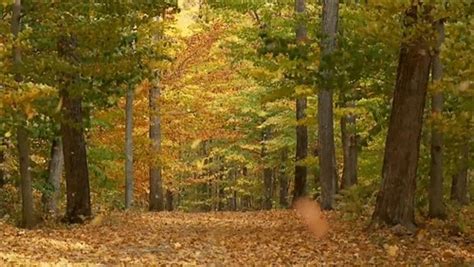 La France le pays de la forêt Ça m intéresse