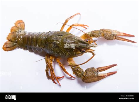 Crayfish On A White Background Crayfish Isolated On White Stock Photo