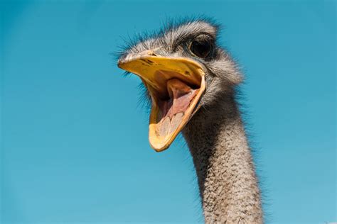 Ostrich Like Dinos Roamed Mississippi 85 Million Years Ago Popular