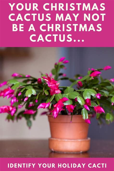 Christmas Cactus How To Id And Care For Everyones Favorite Holiday Plant Christmas Cactus