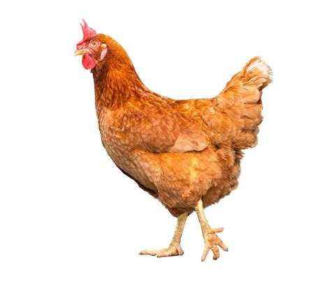 Chicken Isolate On White Background 7950984 Stock Photo At Vecteezy