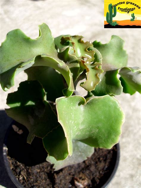 Kalanchoe Beharensis