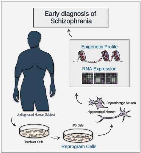 Frontiers The Perspectives Of Early Diagnosis Of Schizophrenia