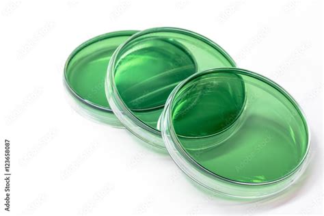 Tcbs Agar Thiosulfate Citrate Bile Salts Sucrose Agar Selecti Stock