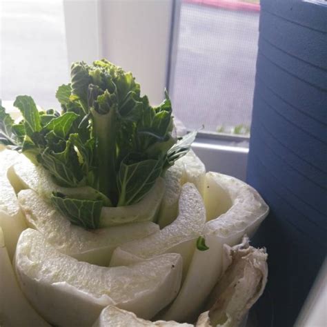 Brassica Rapa Var Chinensis Pak Choi Uploaded By Joanny