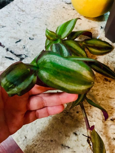 Tradescantia Zebrina Silver Inch Plant 4 Cuttings 4 Inches Harvested